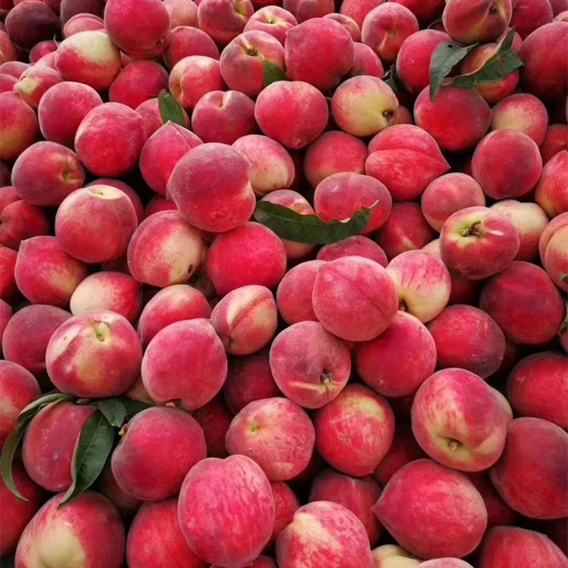 小红桃纯甜现摘现发头茬新鲜水蜜桃香甜爆汁自然熟孕妇水果小红桃