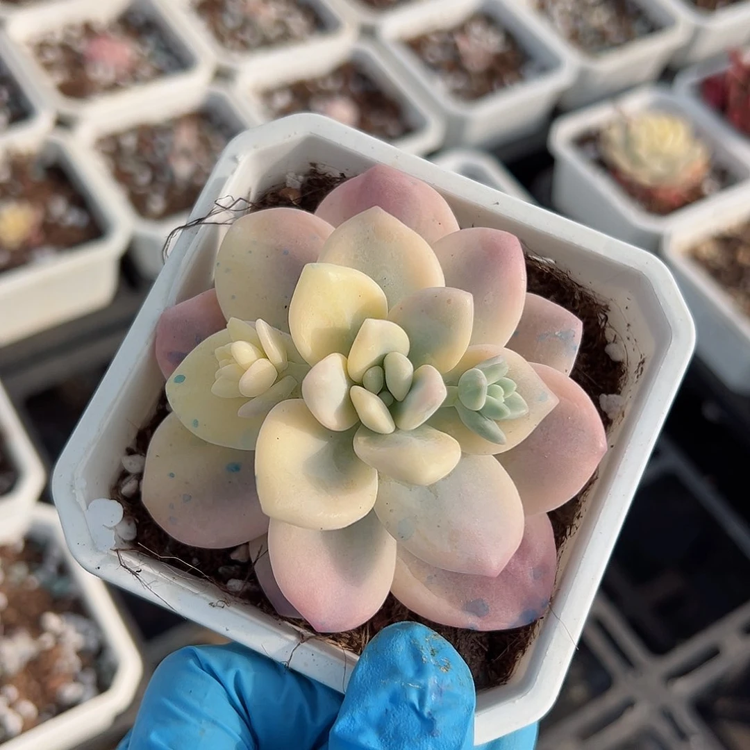 洛神锦，覆轮锦砍头