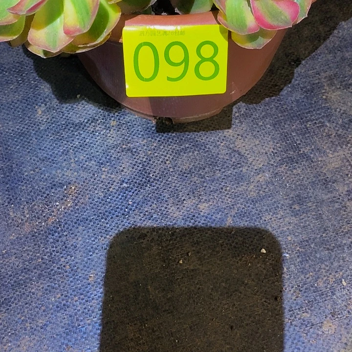 自***想0098多肉植物发货