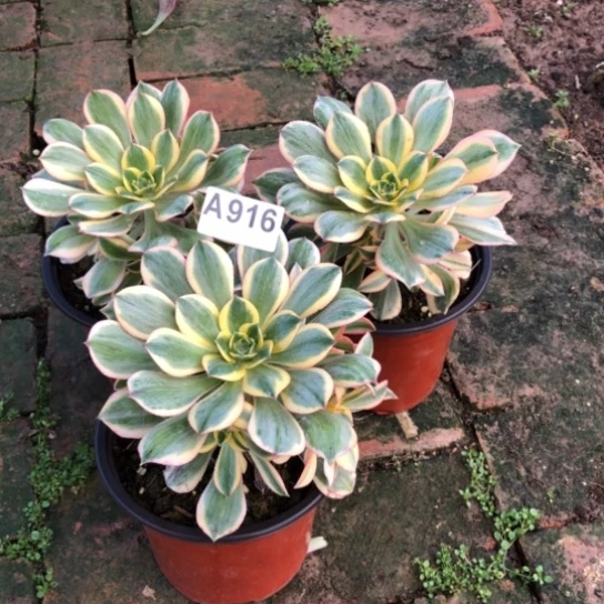 法师多肉植物Q*H法师916