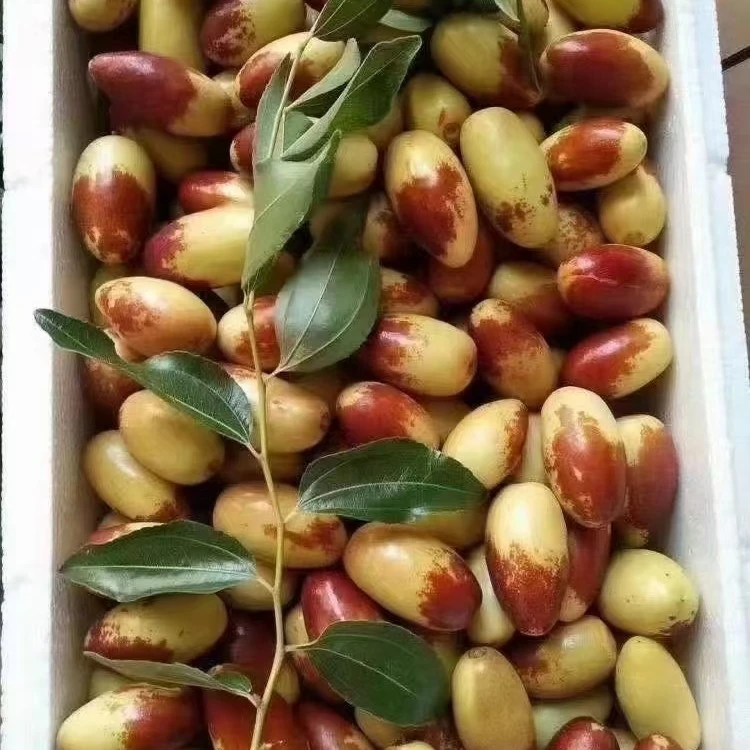 沧州马牙鲜脆枣五斤净重包邮保鲜盒加冰