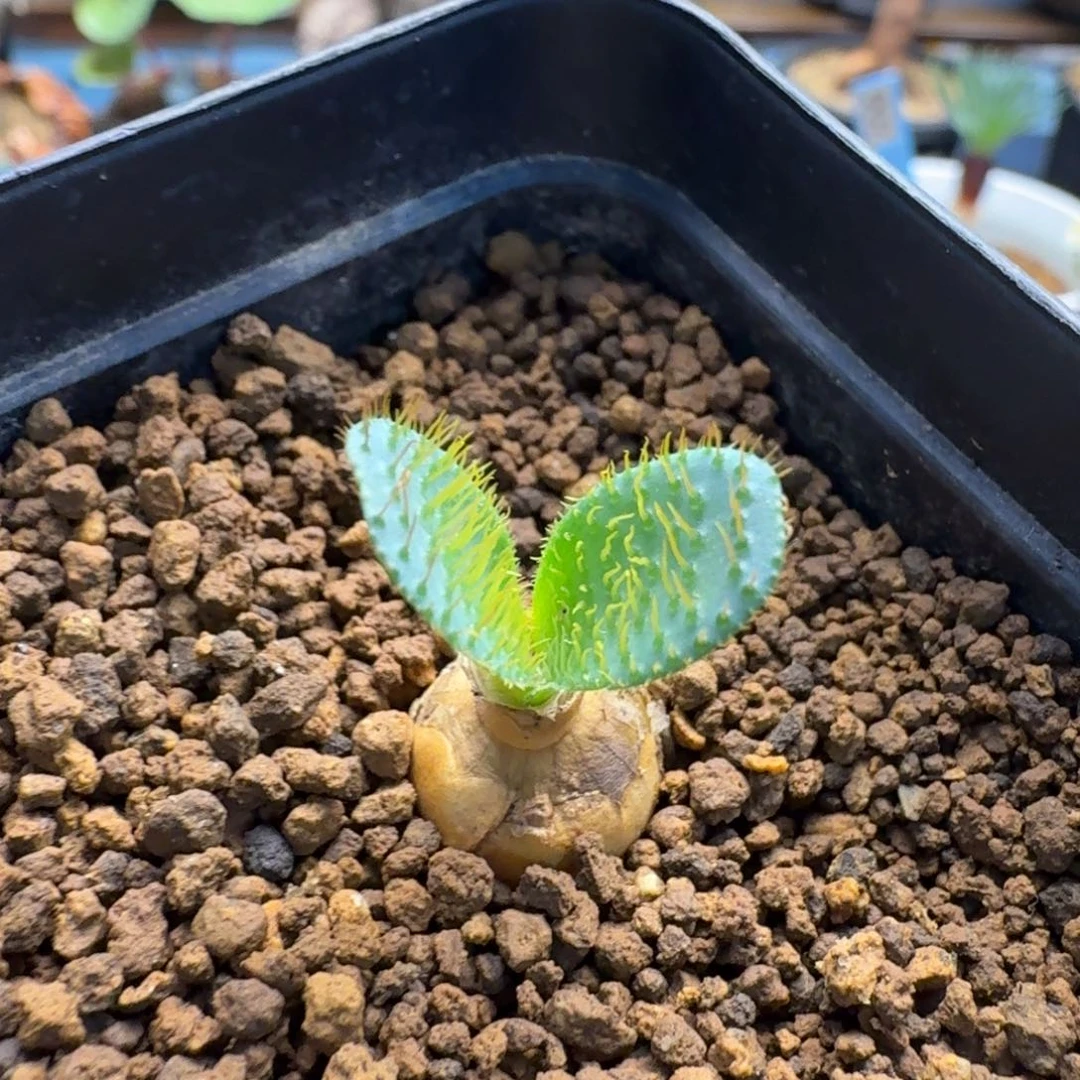 刺叶灯台百合422 仙人球