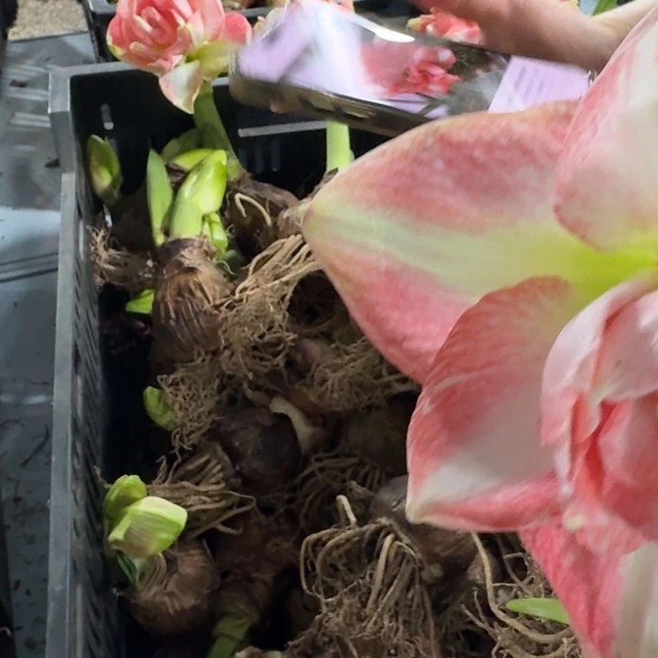 童话故事花后直径5cm