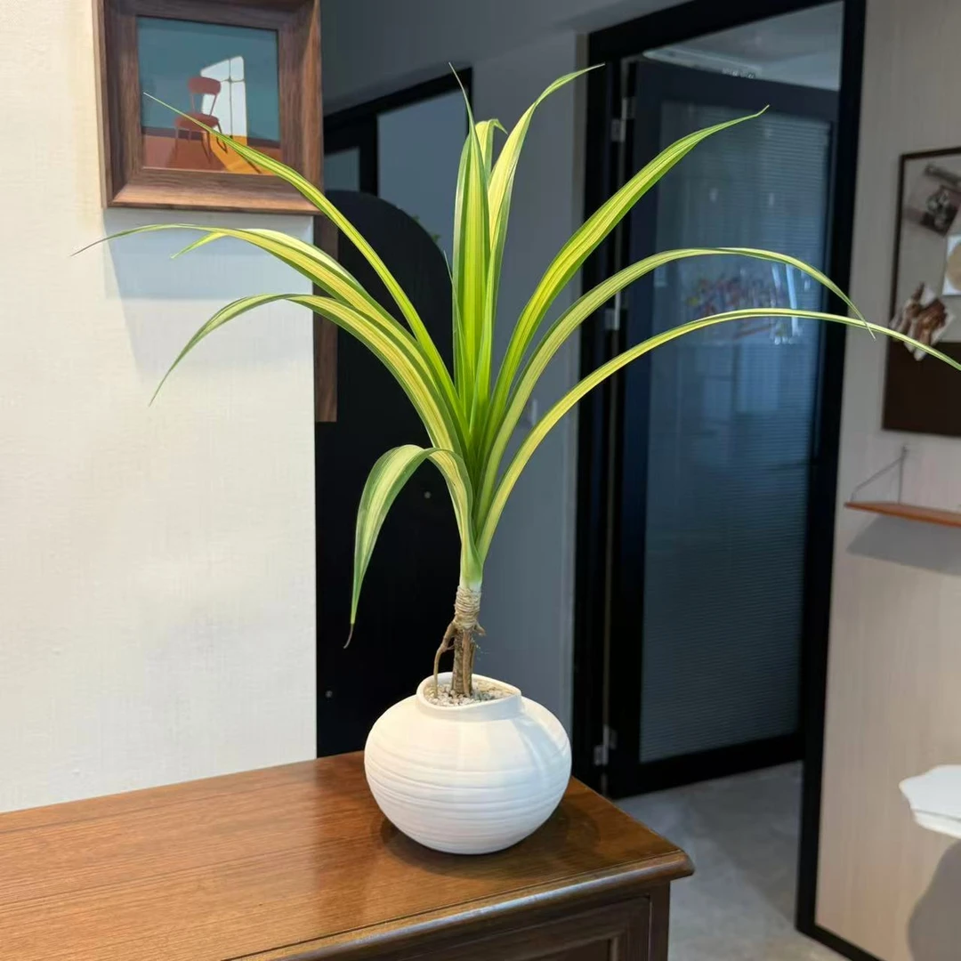 金心露兜兰花盆栽室内桌面绿植四季常青办公室花卉好看好养
