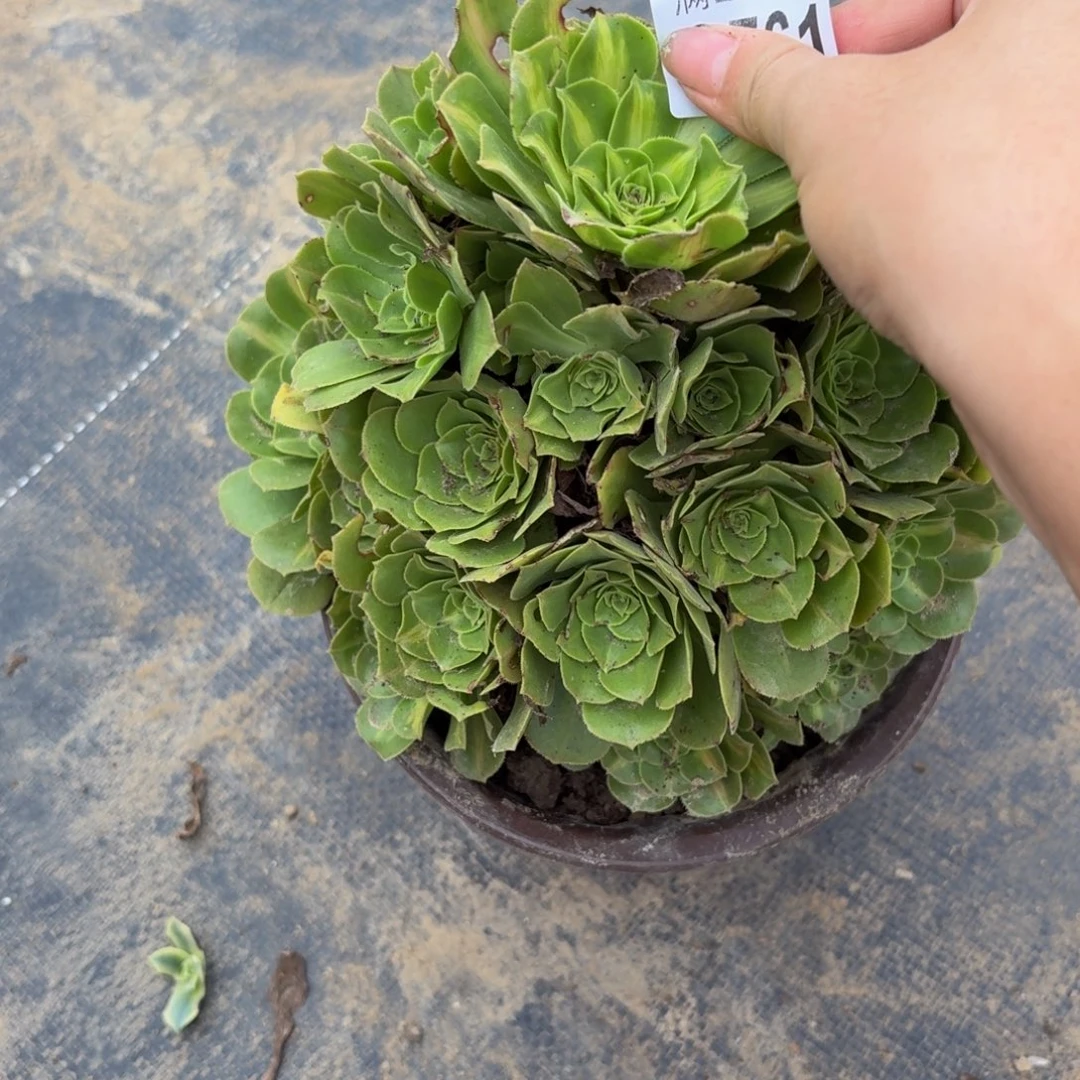 761多肉植物捧花的