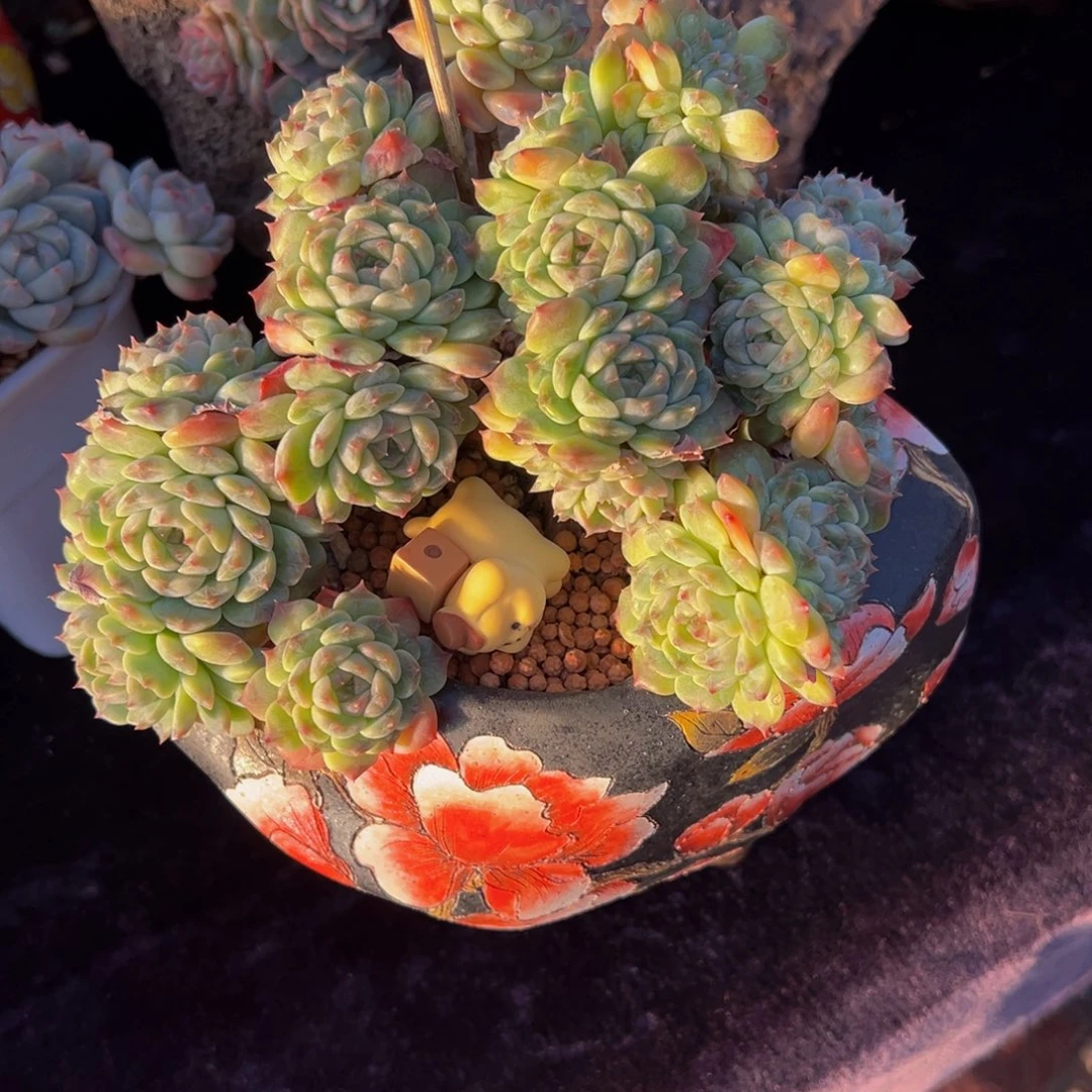 大***马紫心山茶花冰魄朵朵