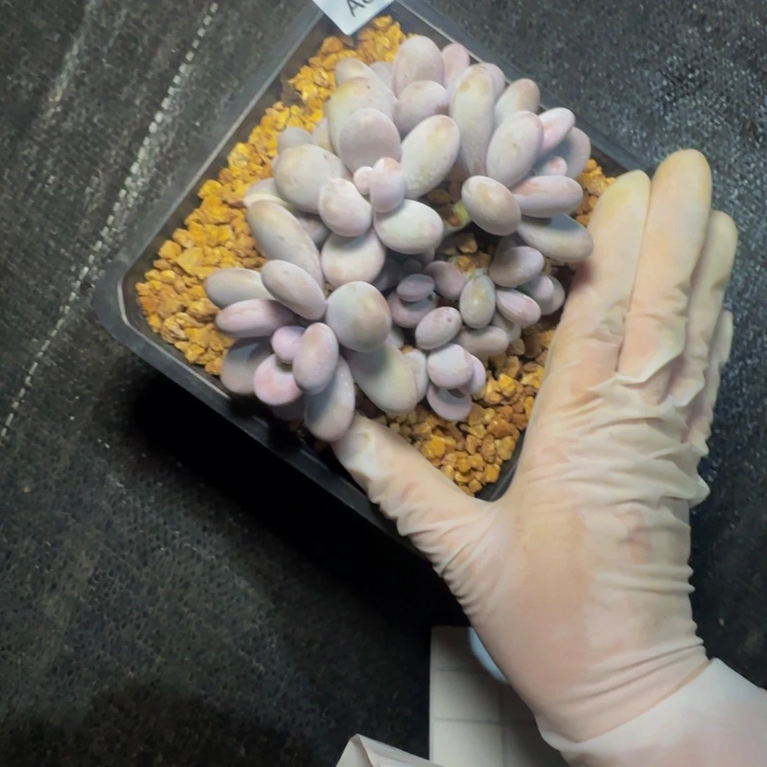 a a a a a a a a a 81