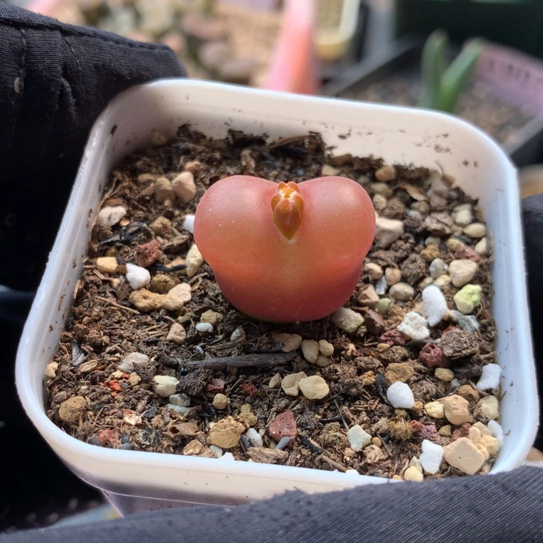 22047母本母本母本