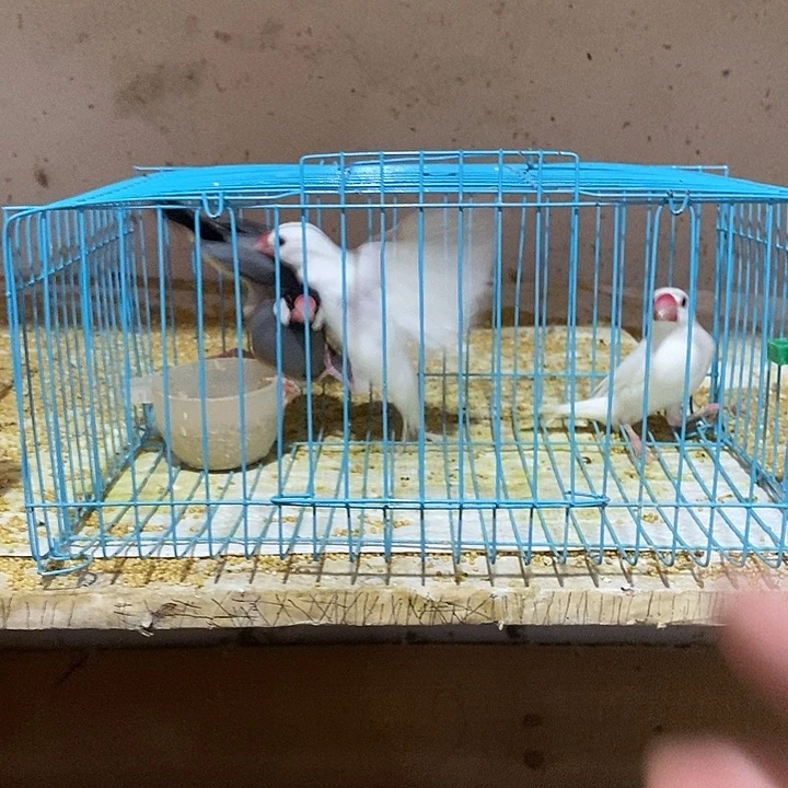 珍珠鸟回**性精品灰文2对，包活到家