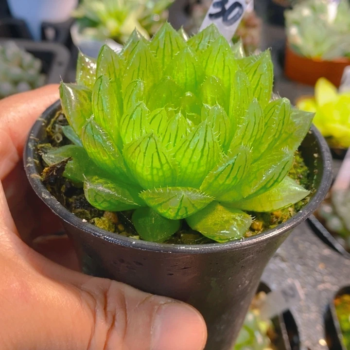 樱水晶玉露多肉万象盆大颗