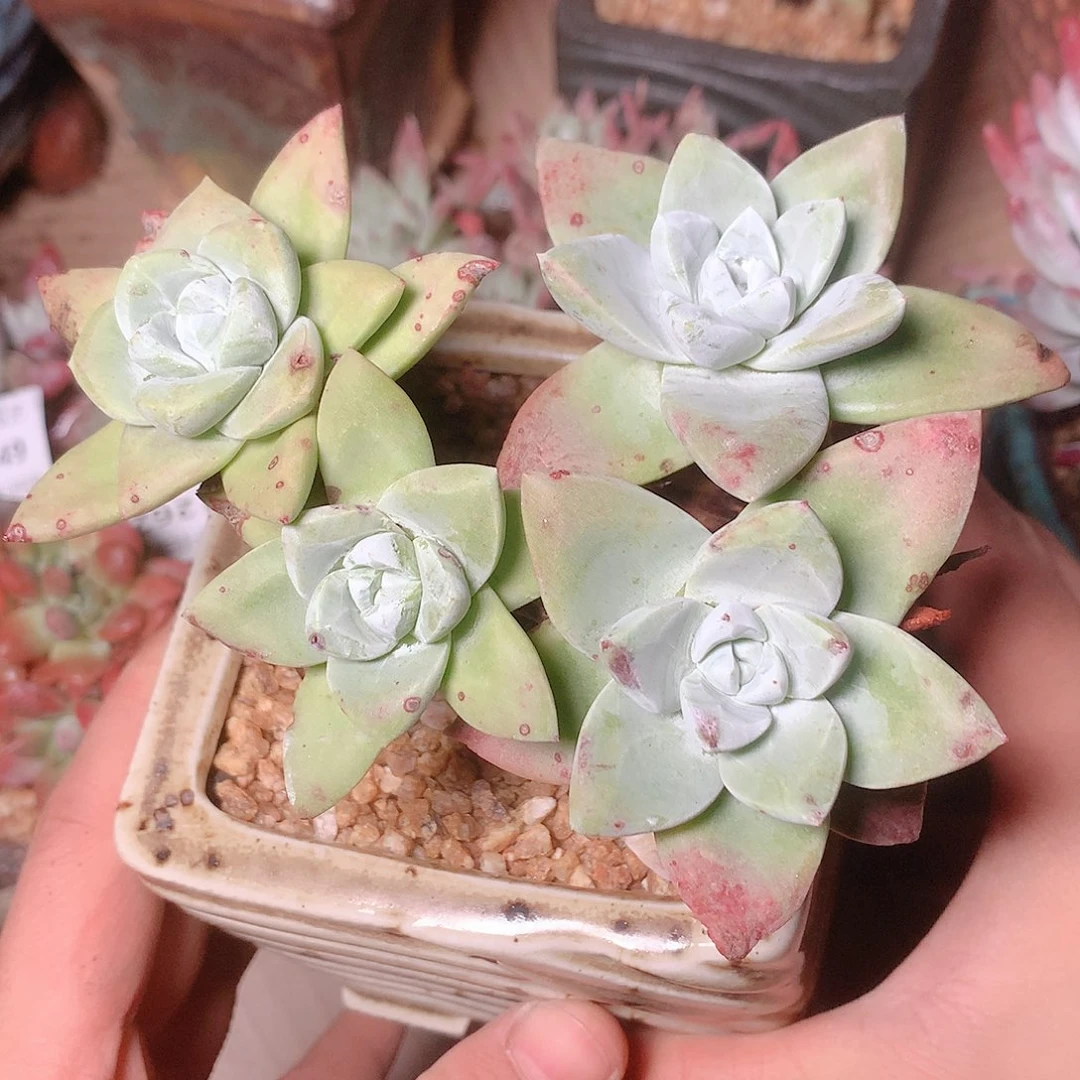 2651苹果叶仙女杯