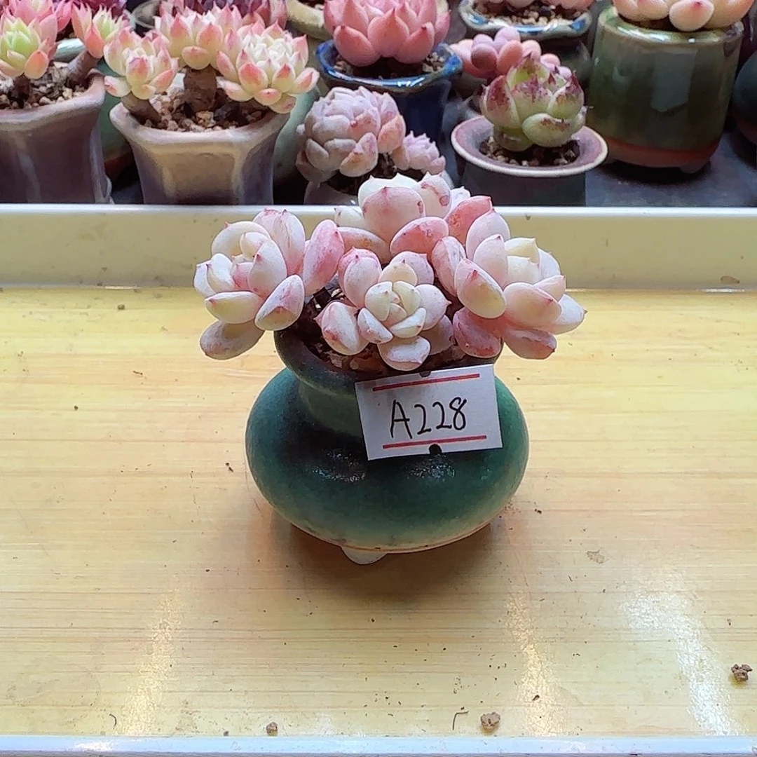 小暖多肉福利A228