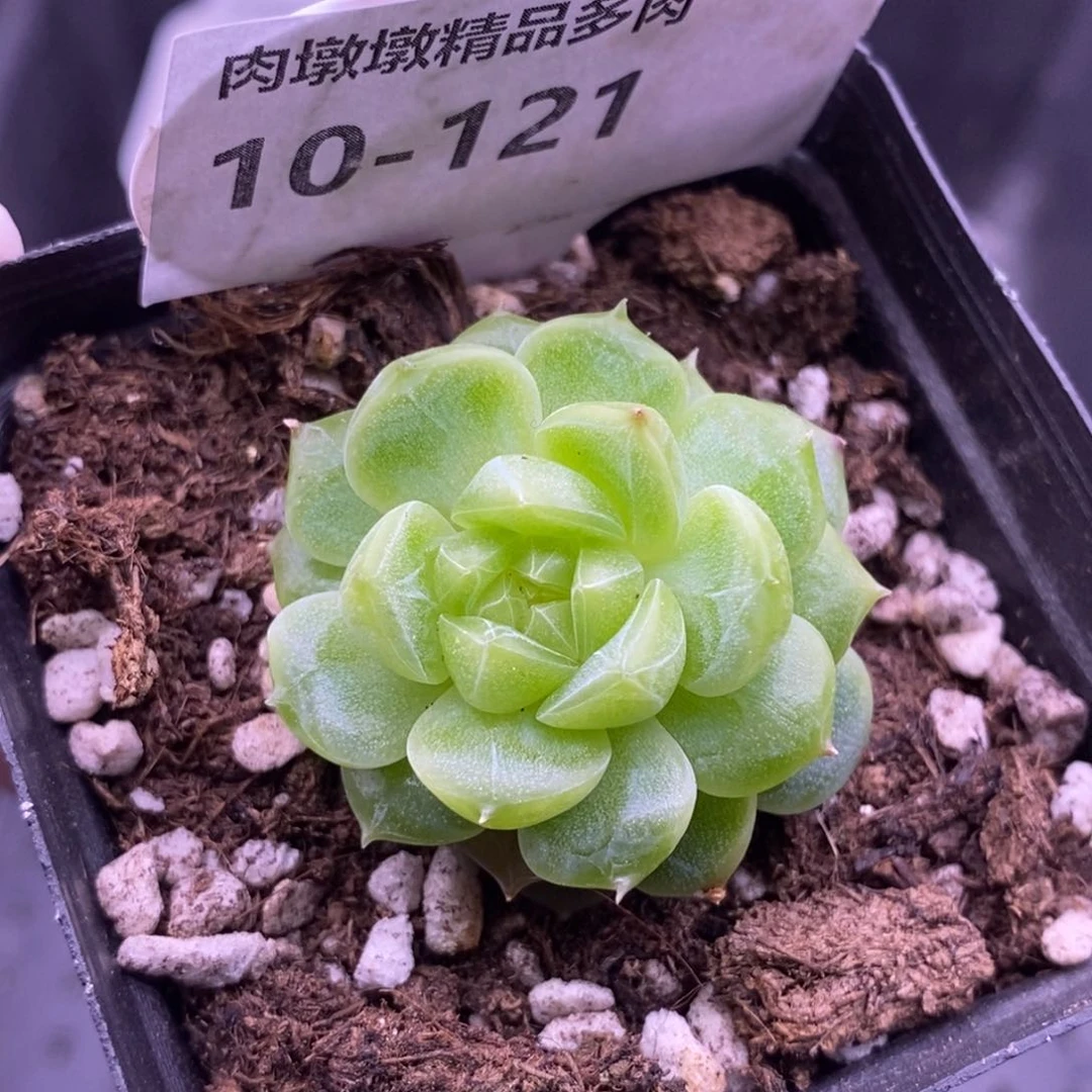 【闪购商品】10-121