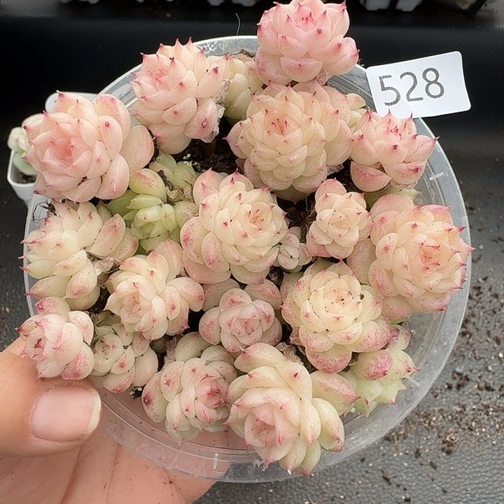 一物一拍一物一拍1213-528