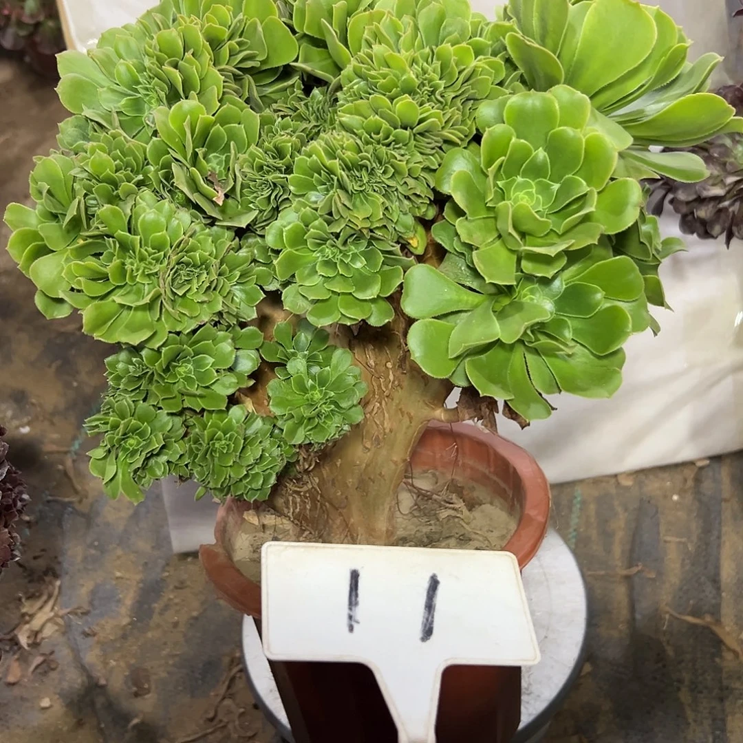 多肉植物绿羊绒缀花11