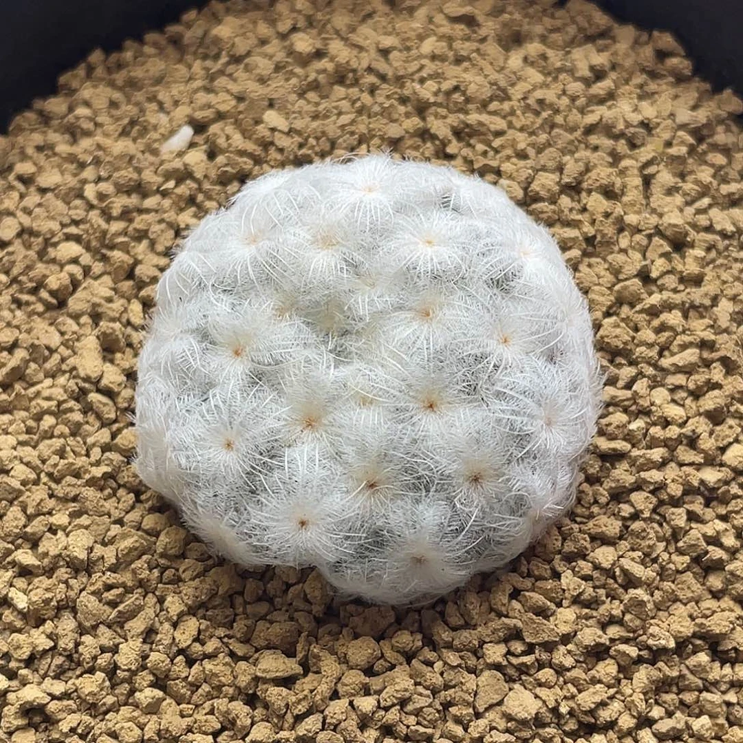 日系降落伞白星仙人球