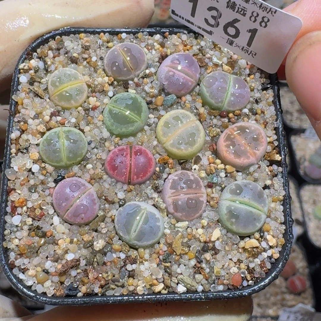 小***乖zzzz精品生石花1361