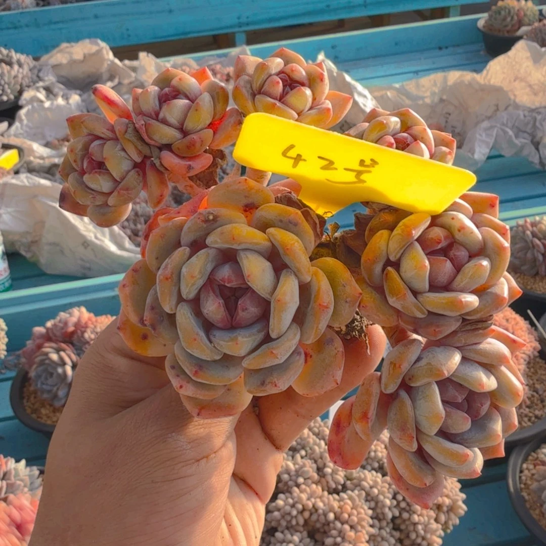 42号多肉111111111111