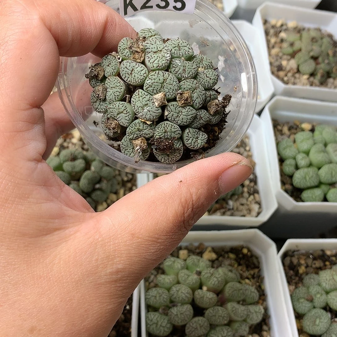 刘*姜K235补多肉植物保护
