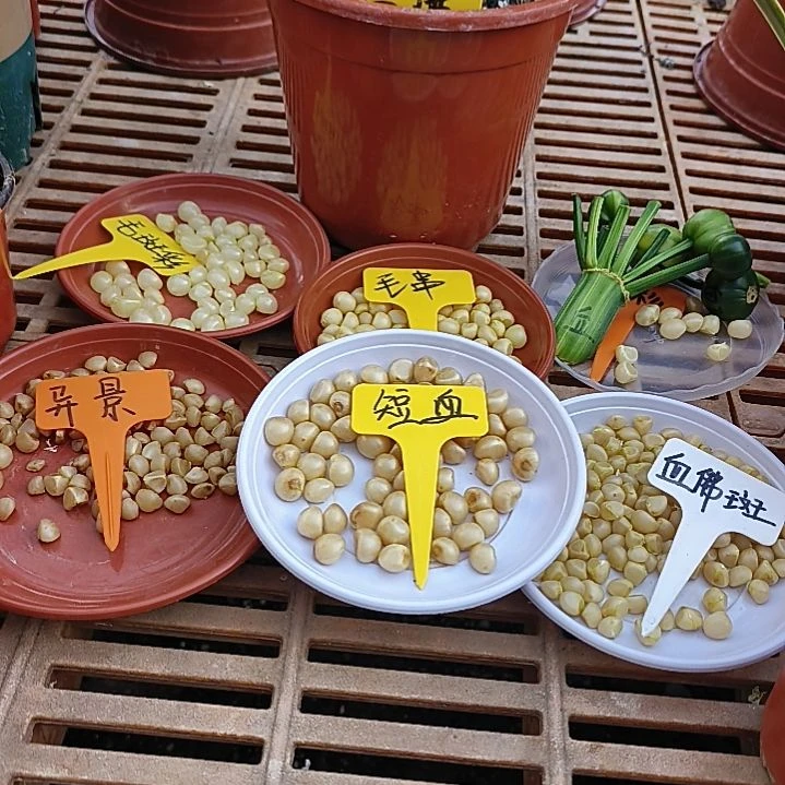 无花朵血兰种球4粒