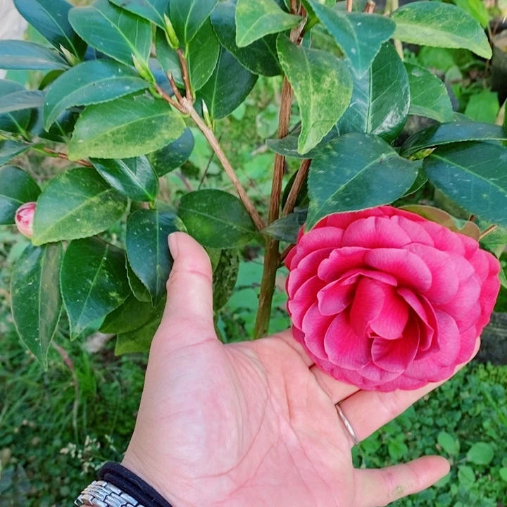 完全开放黑绒带茶花