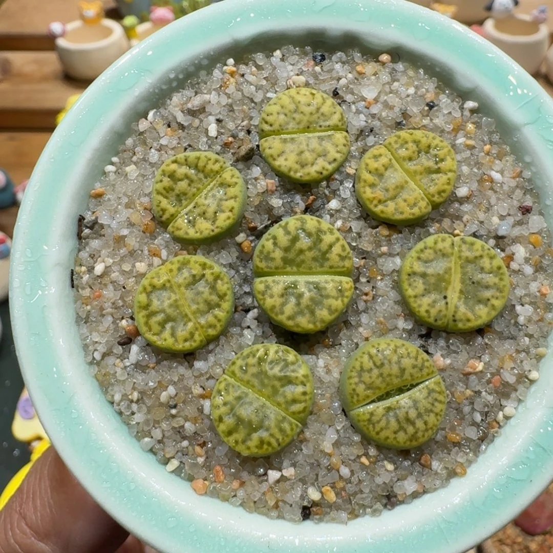 蘑菇1197黄鸣玄多肉植物