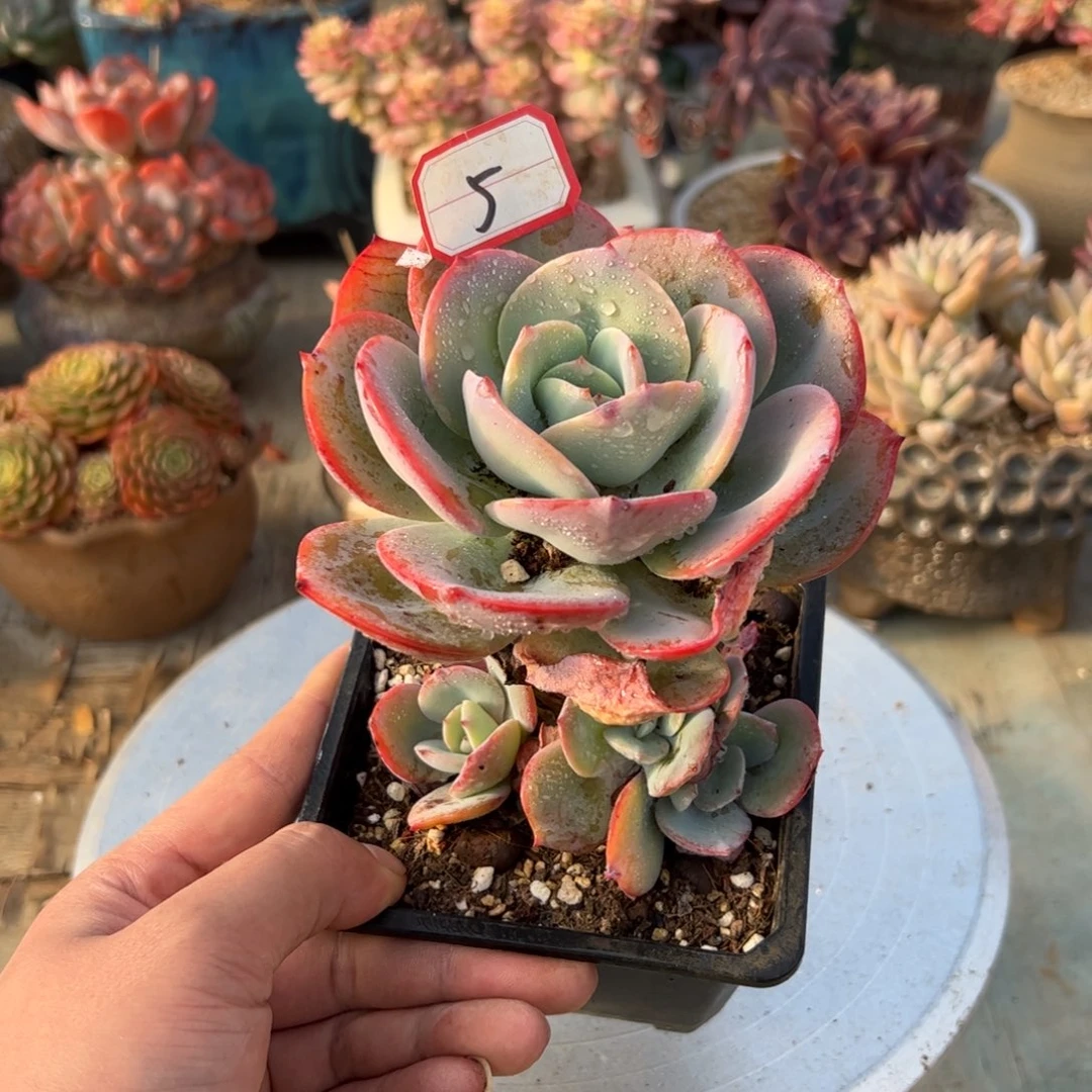 5白凤18 零零多肉植物