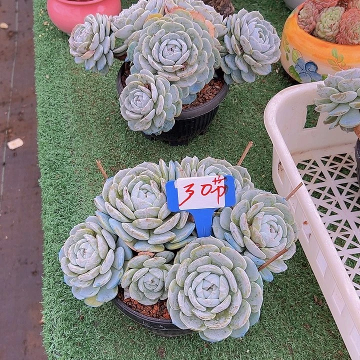 30劳林带盆一个带盆
