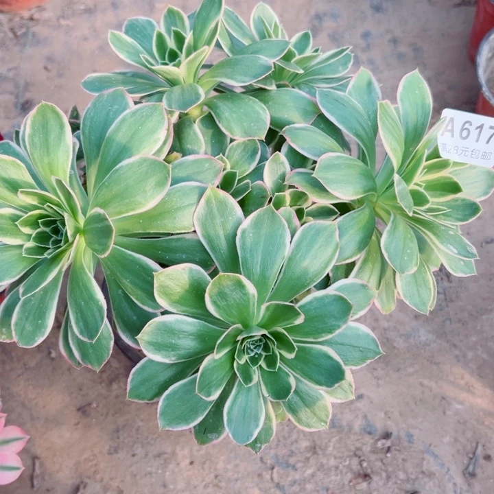 617绿玫瑰多肉植物