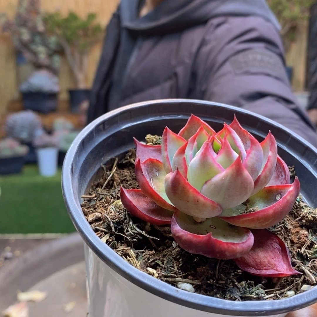 ?****阳77 号惊鸿仙子