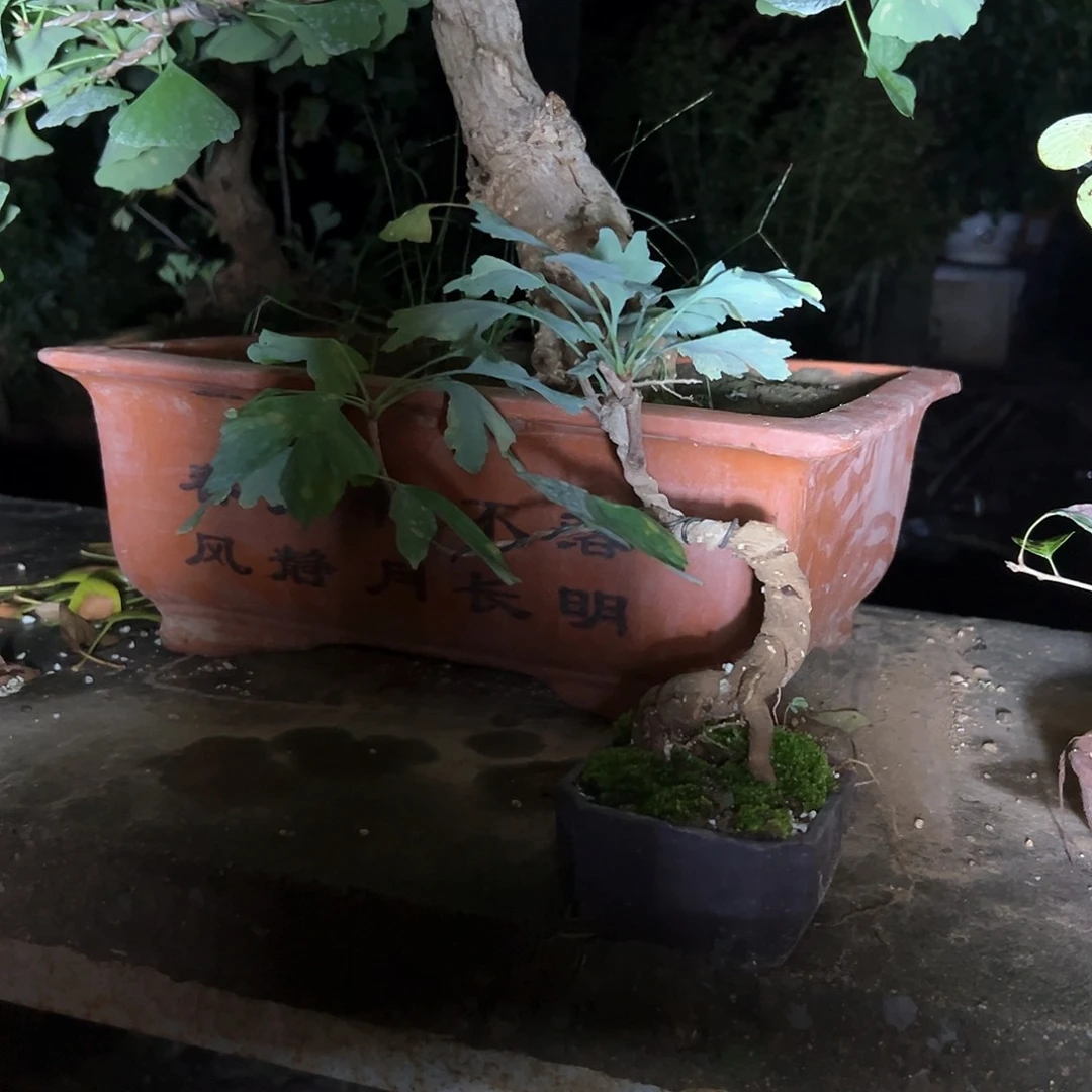 石***磊无花朵银杏盆景带盆
