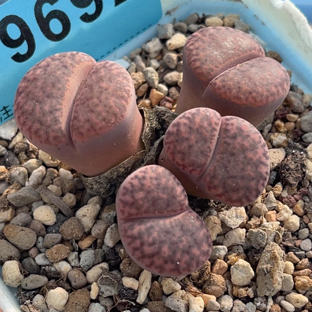 9692四头紫柘榴群一颗