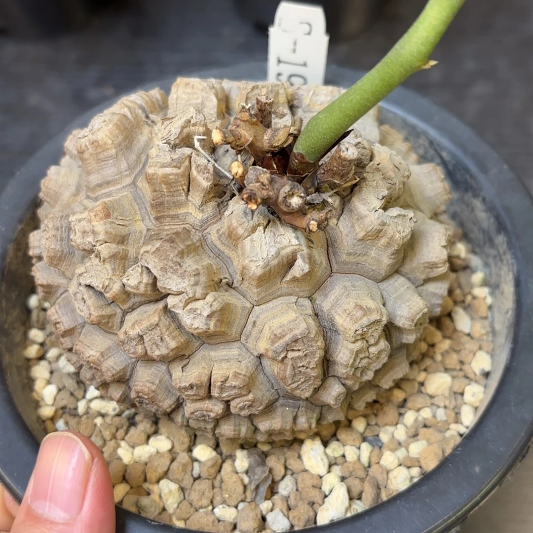 13号日系龟甲龙带盆包邮不退不换