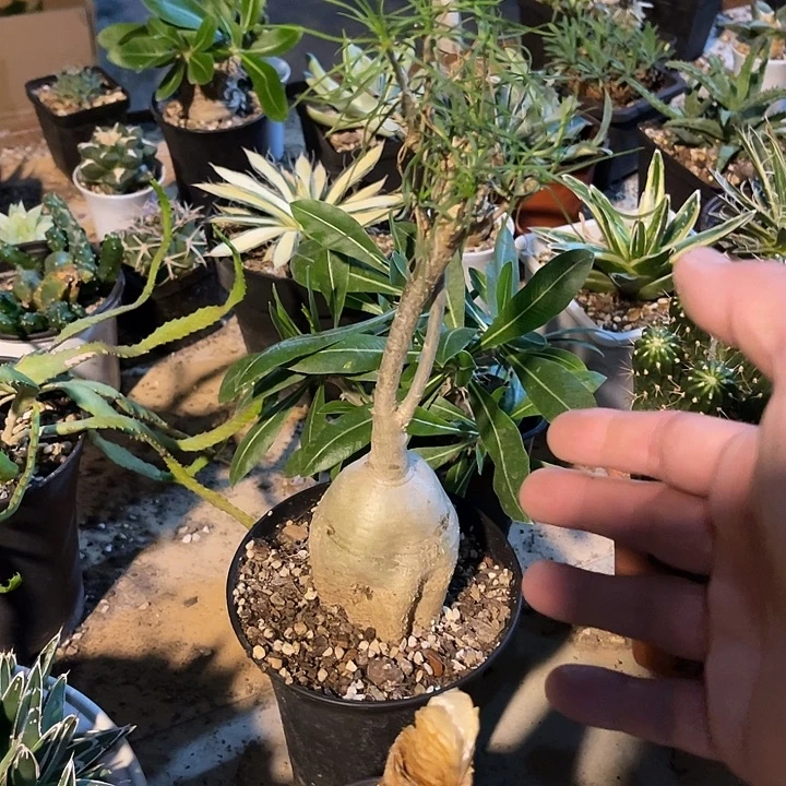 无花朵柳叶麒麟块根