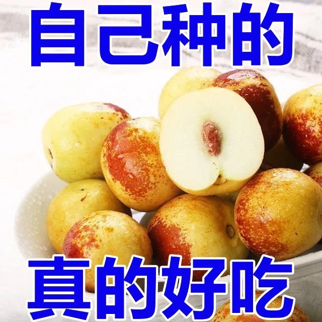 大果正宗山东果园现摘新鲜冰糖冬枣脆甜冬枣新鲜水果大枣脆枣鲜枣
