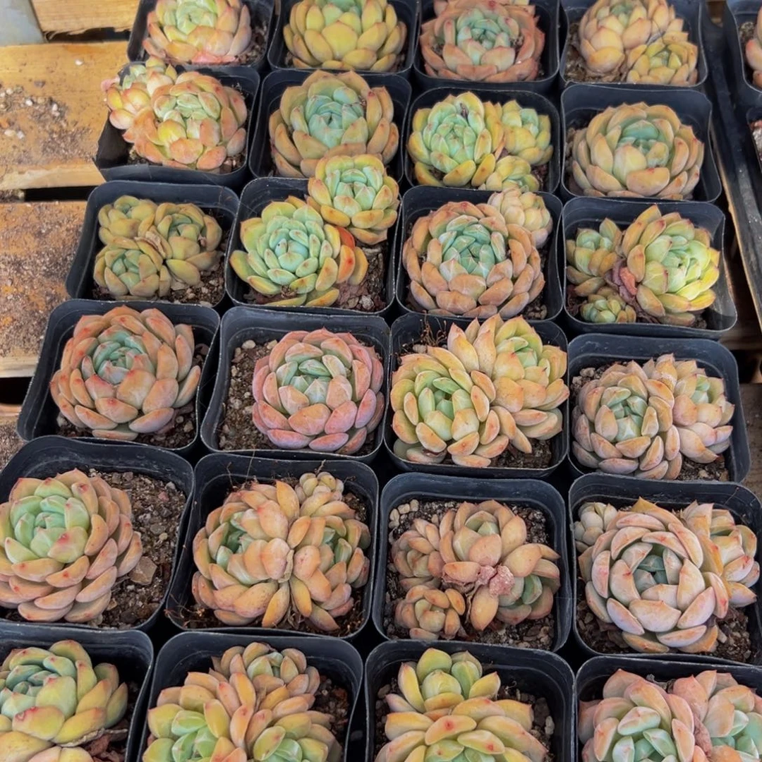 165多肉葡萄的价格是