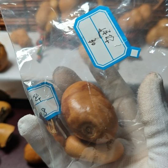 连***华精品土豆葫芦一物一拍