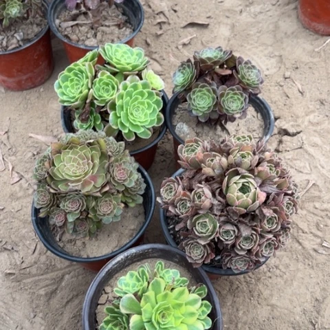 765多肉植物组合，
