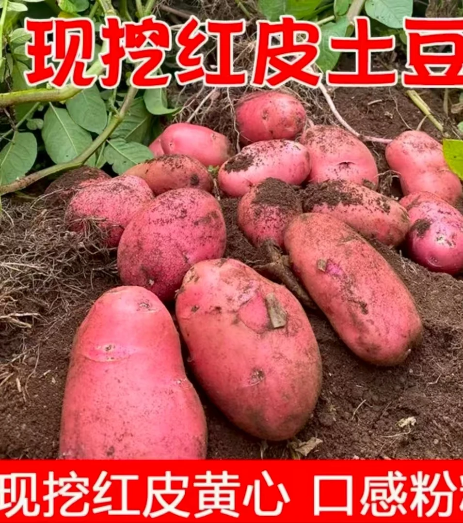四川大凉山高原高海拔红皮土豆粉面糯香新鲜现挖