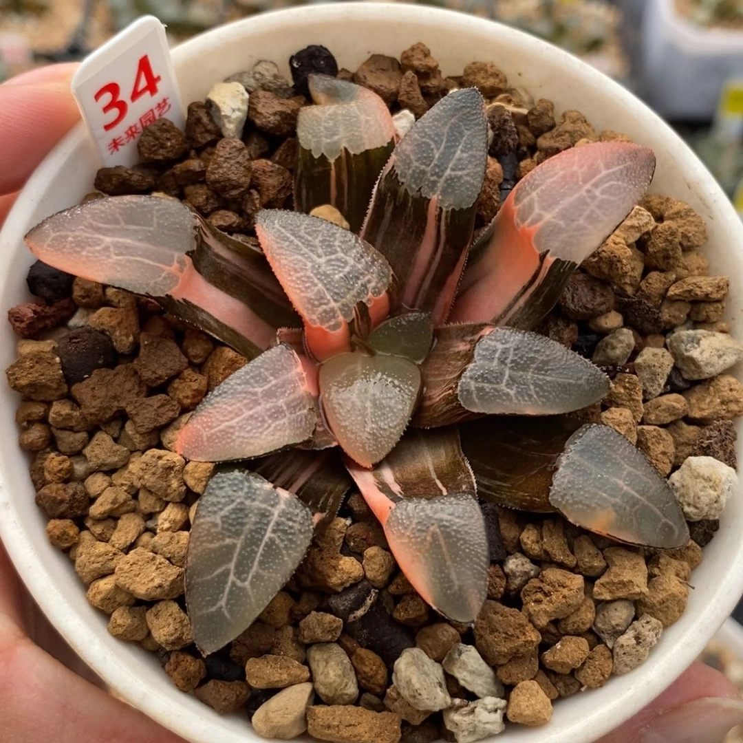 34网纹克锦福利福利