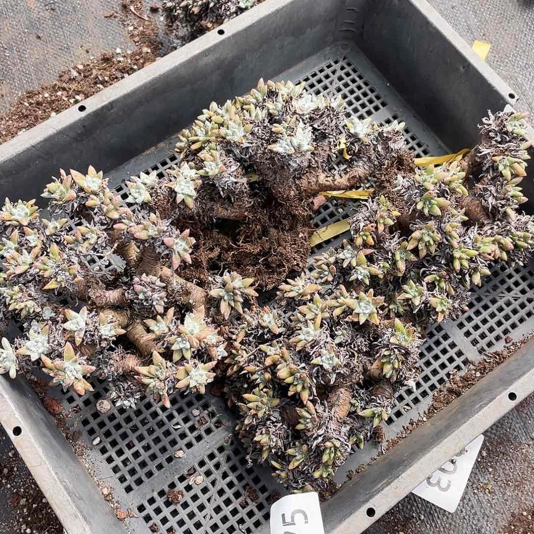 白菊多头瑕疵特价不售后8575