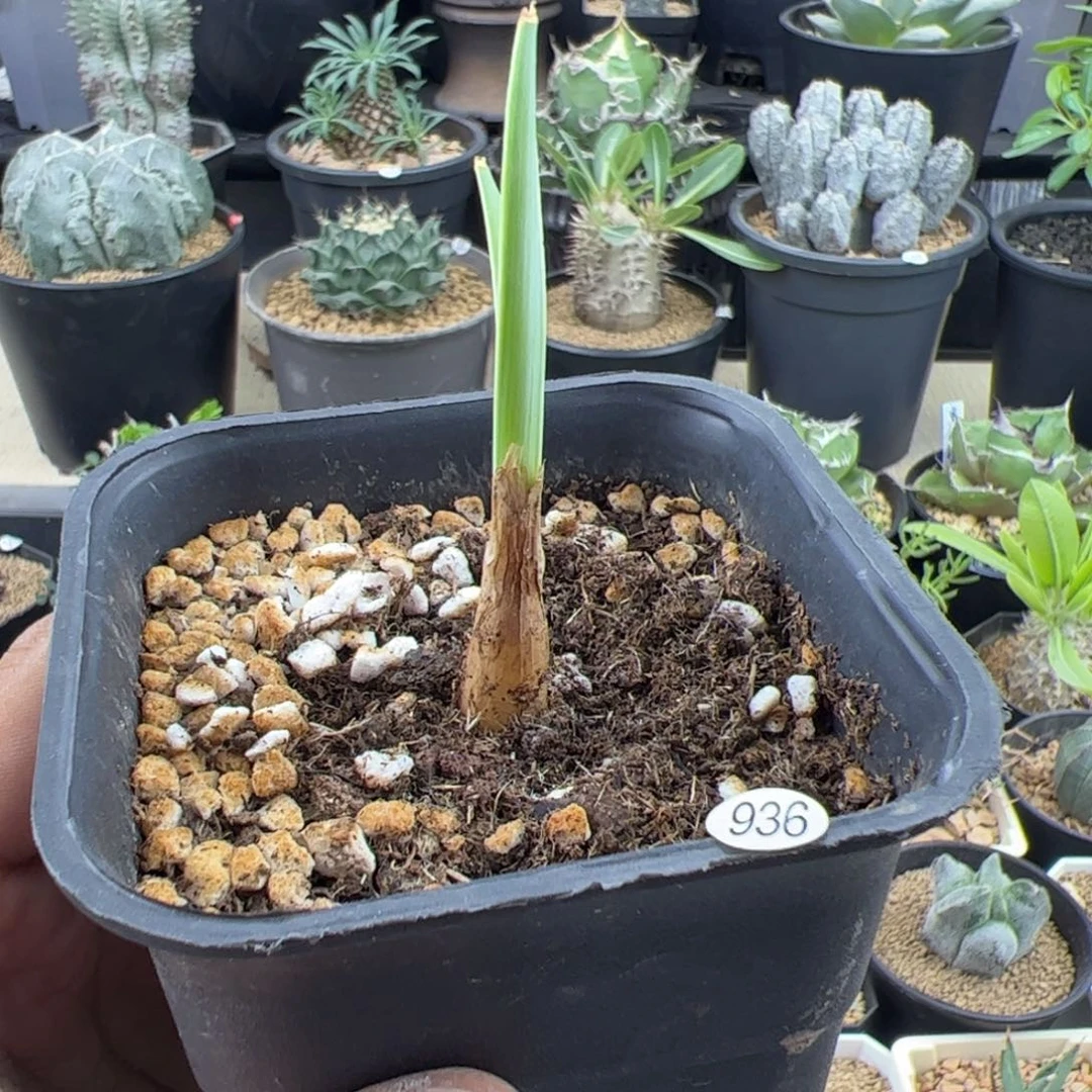 小巨凤之卵一物一拍