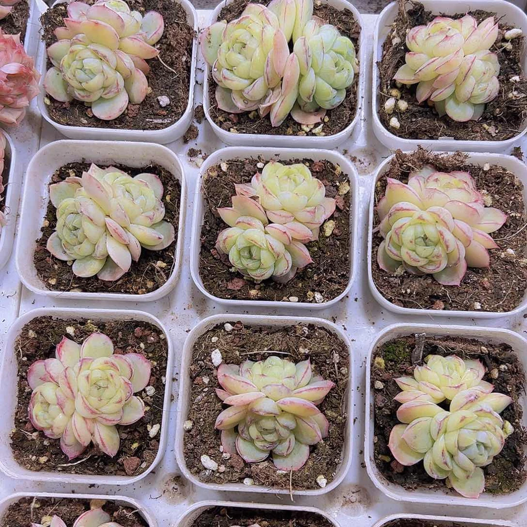 状态胖虎双头19包邮