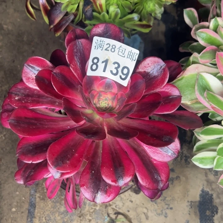 8139南美杜莎多肉植物