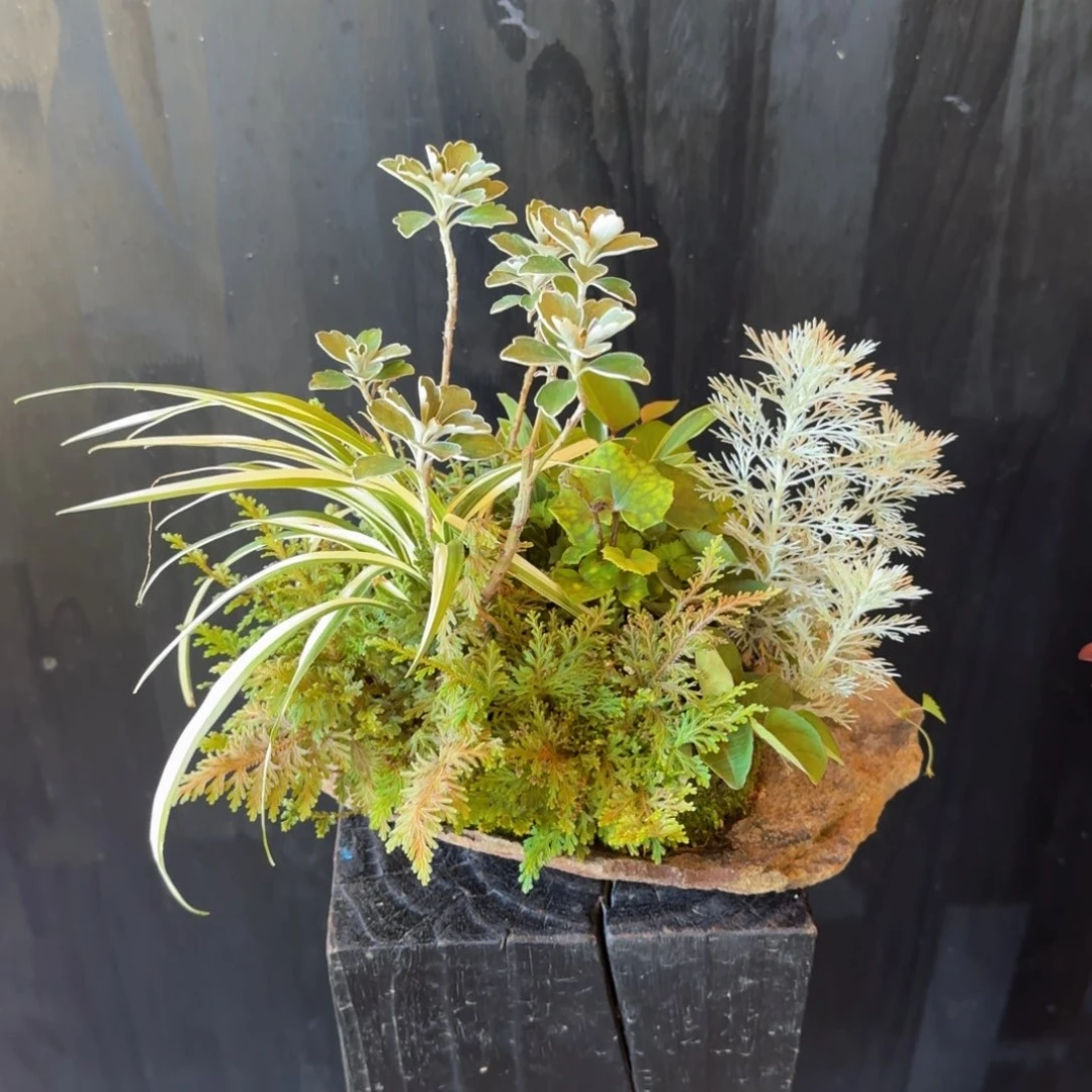 三***堂无花朵山野草日本鞍马石
