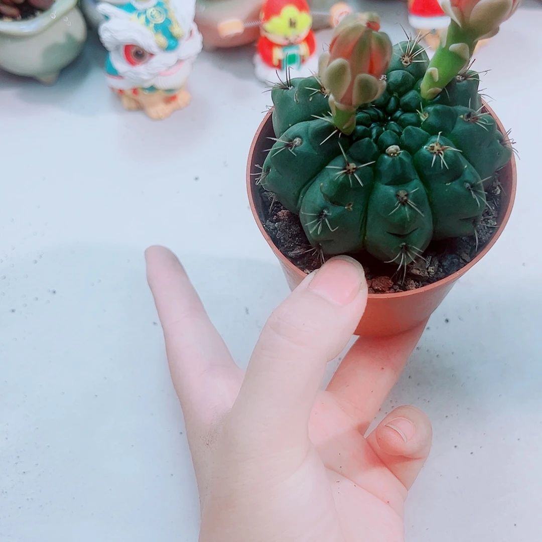 非花玉仙人球带花瓣
