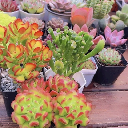 摇钱树新品➕吸财树➕红灯笼