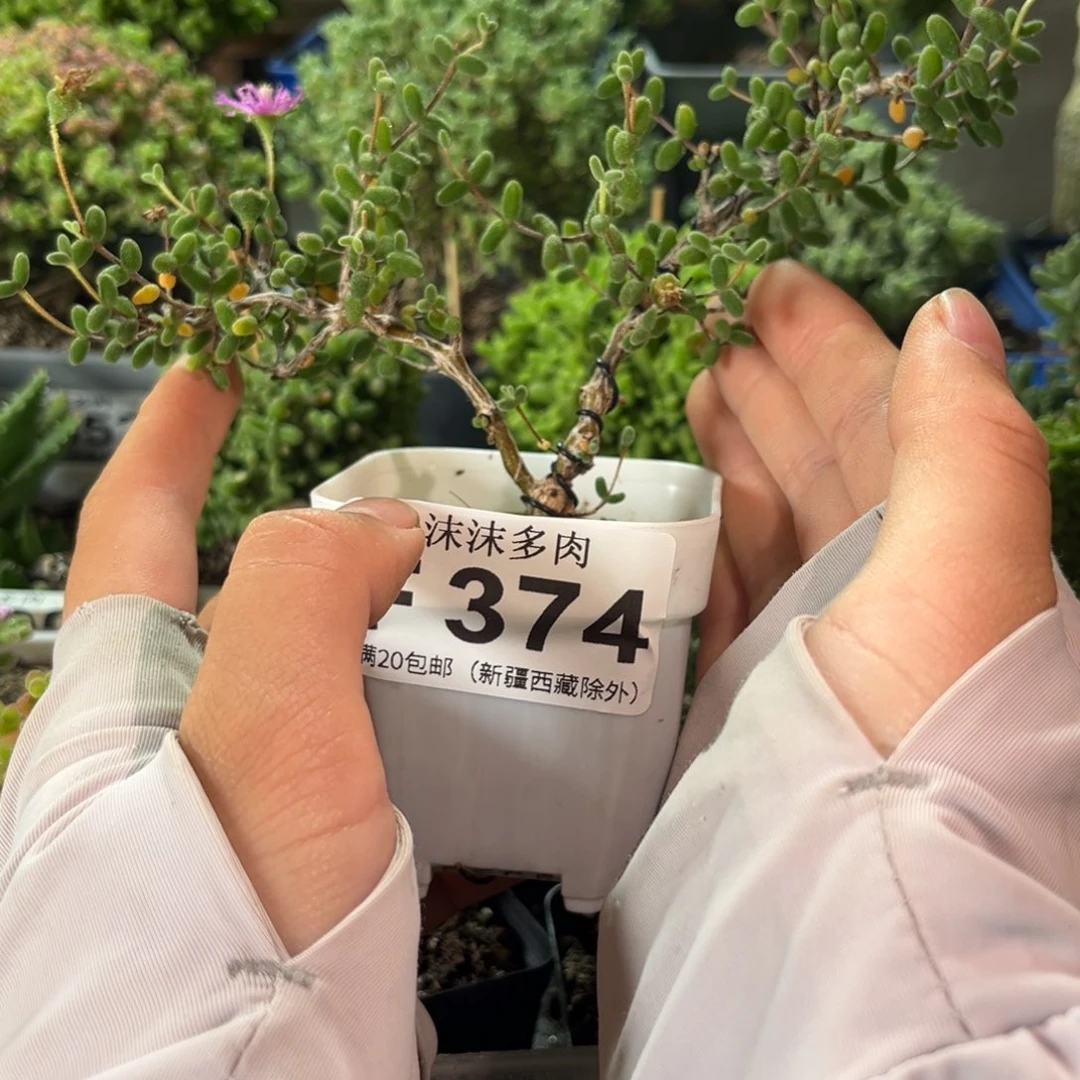 小*朵鹿角糖球 374。