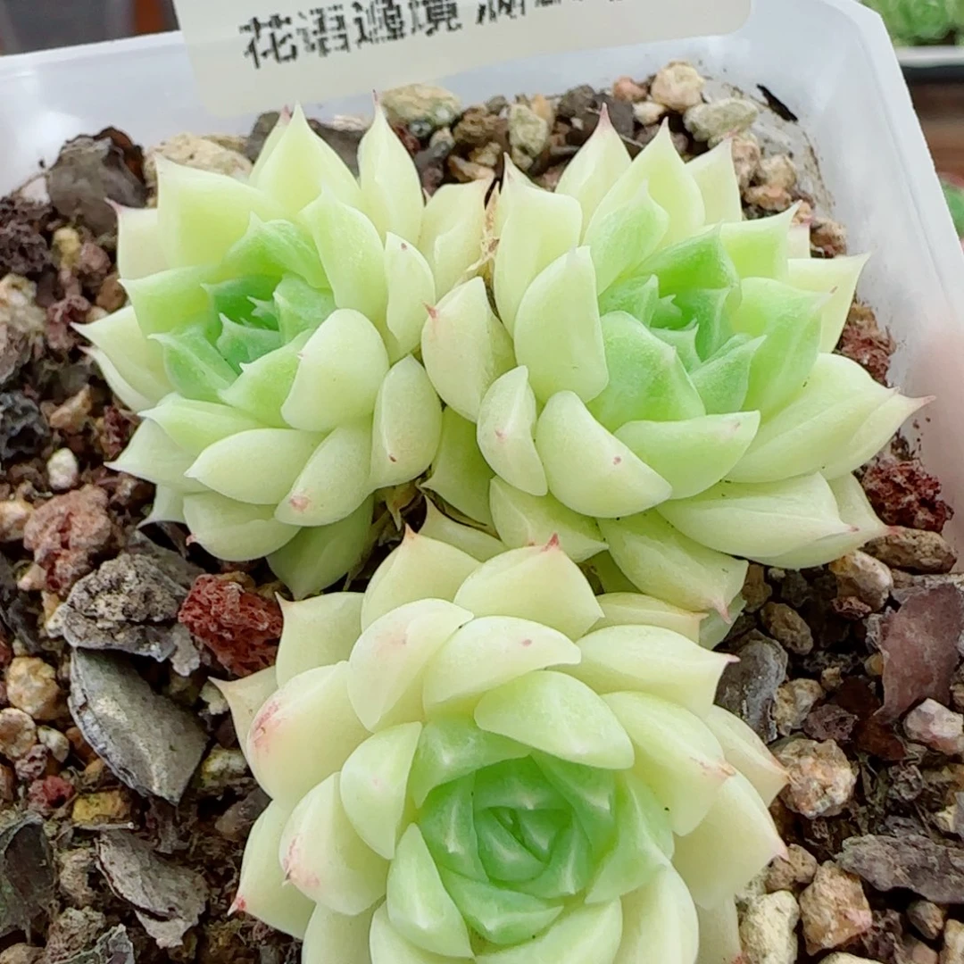 花语逸镜0924-128散