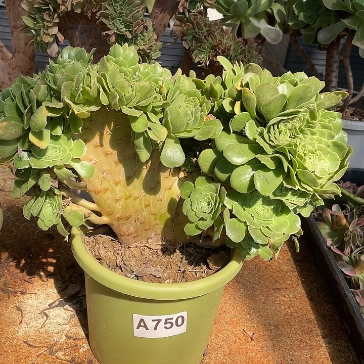 A750绿羊绒缀化38-1脱土包邮